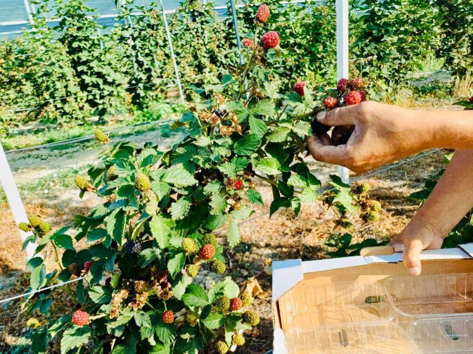 Михаил Развожаев: Севастопольские хозяйства начали сбор малины: собрали уже больше полутонны ягоды Михаил Развожаев: Севастопольские хозяйства начали сбор малины: собрали уже больше полутонны ягоды