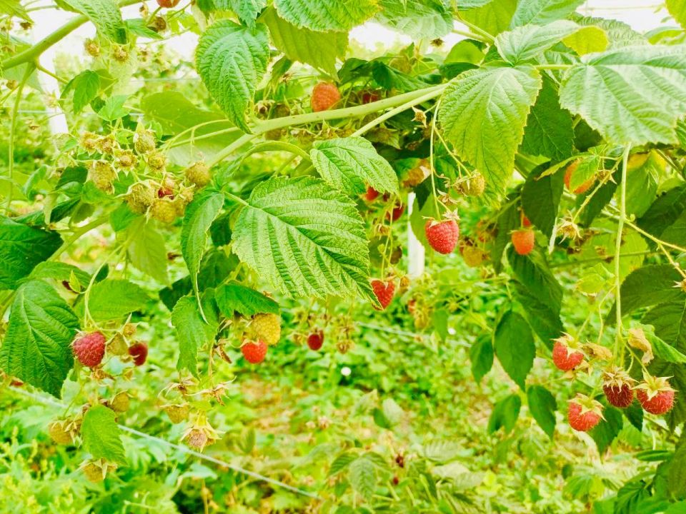 Михаил Развожаев: Севастопольские хозяйства начали сбор малины: собрали уже больше полутонны ягоды Михаил Развожаев: Севастопольские хозяйства начали сбор малины: собрали уже больше полутонны ягоды