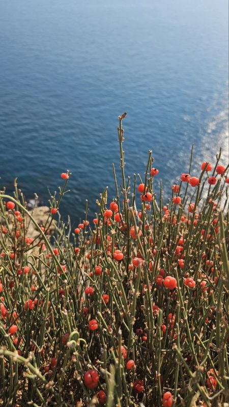 Похожа на малину, а по вкусу как арбуз: в Крыму созрела необычная ягода Похожа на малину, а по вкусу как арбуз: в Крыму созрела необычная ягода