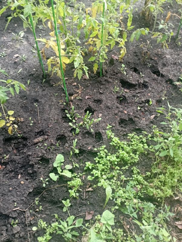 «До земли всё съели». Жительница Липецкой области пожаловалась, что бараны соседей-мигрантов съели её овощи для бойцов СВО «До земли всё съели». Жительница Липецкой области пожаловалась, что бараны соседей-мигрантов съели её овощи для бойцов СВО