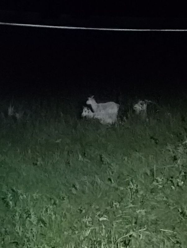 «До земли всё съели». Жительница Липецкой области пожаловалась, что бараны соседей-мигрантов съели её овощи для бойцов СВО «До земли всё съели». Жительница Липецкой области пожаловалась, что бараны соседей-мигрантов съели её овощи для бойцов СВО