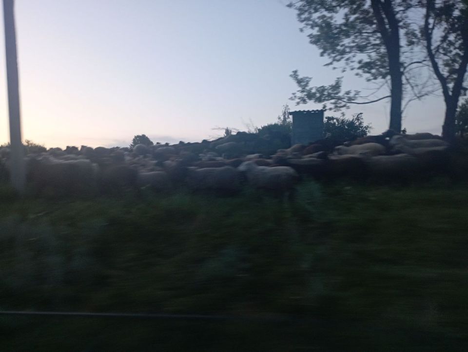 «До земли всё съели». Жительница Липецкой области пожаловалась, что бараны соседей-мигрантов съели её овощи для бойцов СВО «До земли всё съели». Жительница Липецкой области пожаловалась, что бараны соседей-мигрантов съели её овощи для бойцов СВО