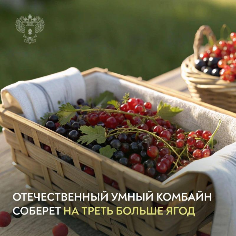 В Татарстане разработали роботизированный комбайн для ягод