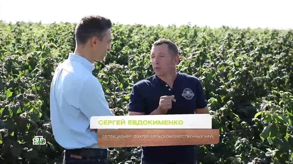 Опасно ли есть малину с червяками? Нет ли риска получить пищевое отравление или проявления аллергии?