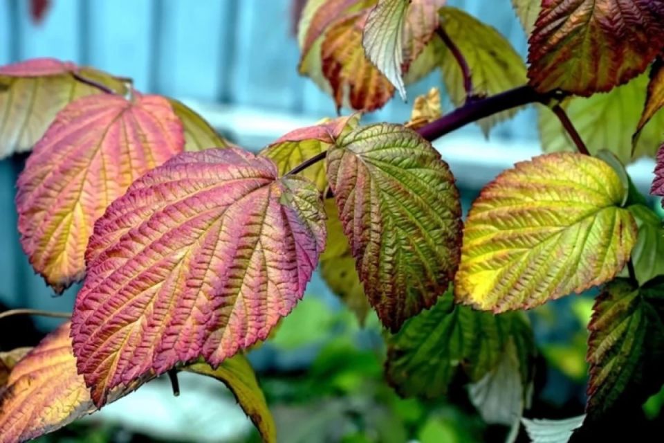 Посадка ягодных культур осенью