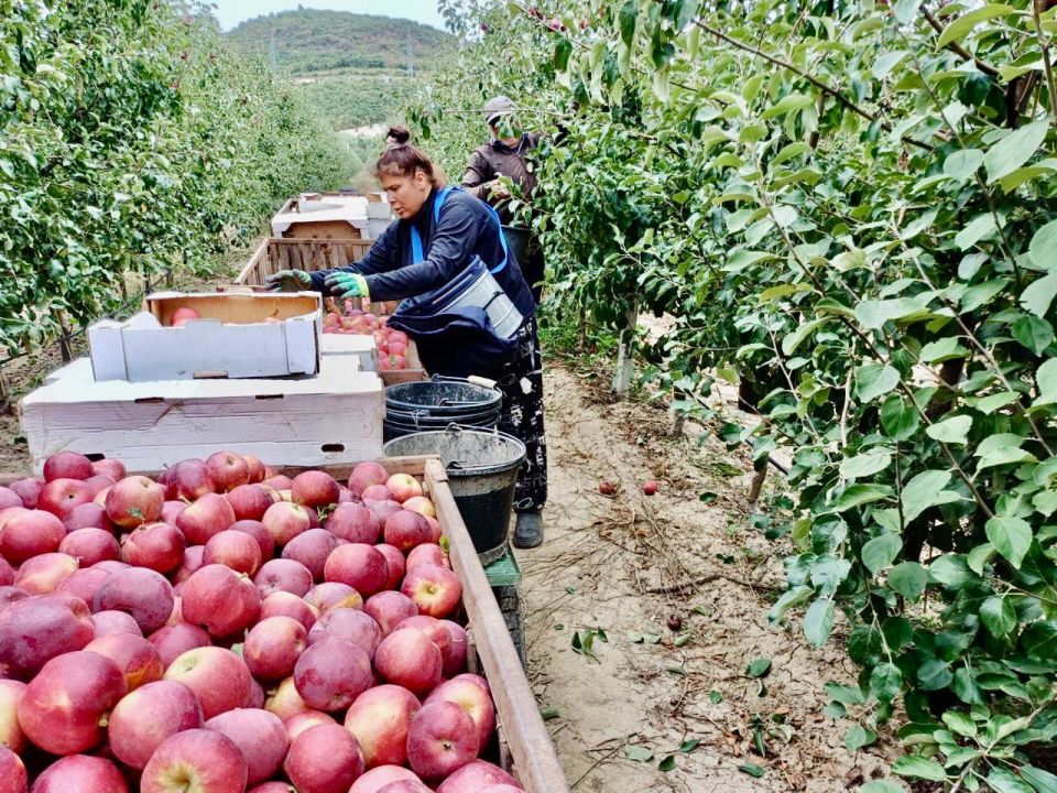 Михаил Развожаев: В Севастополе приступили к сбору яблок Михаил Развожаев: В Севастополе приступили к сбору яблок