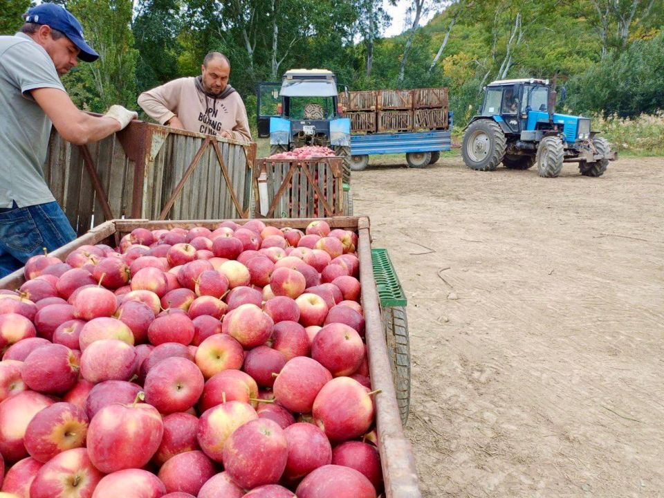 Михаил Развожаев: В Севастополе приступили к сбору яблок Михаил Развожаев: В Севастополе приступили к сбору яблок