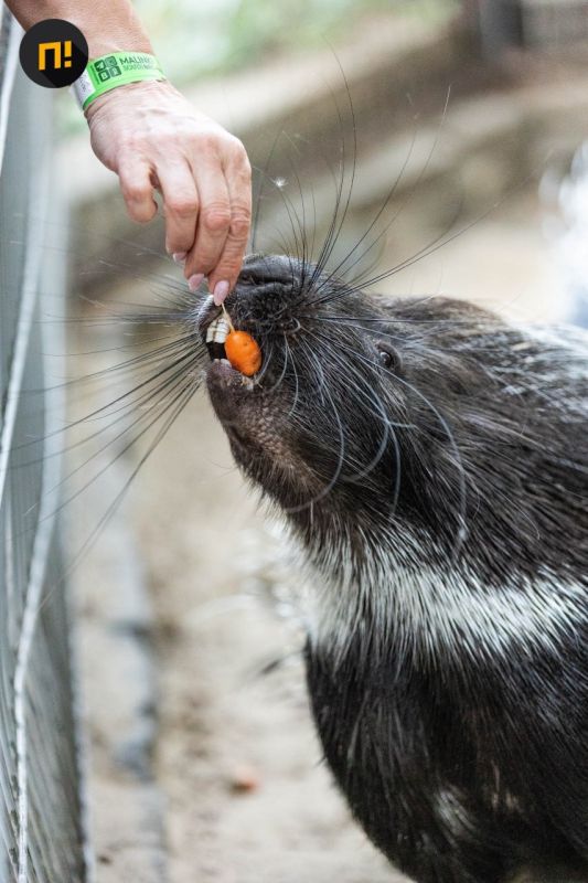 «Разговариваю с ними, спрашиваю, что ели сегодня, как дела?» В ростовском парке «Малинки» рассказали, как киперу удалось подружиться с дикобразами «Разговариваю с ними, спрашиваю, что ели сегодня, как дела?» В ростовском парке «Малинки» рассказали, как киперу удалось подружиться с дикобразами