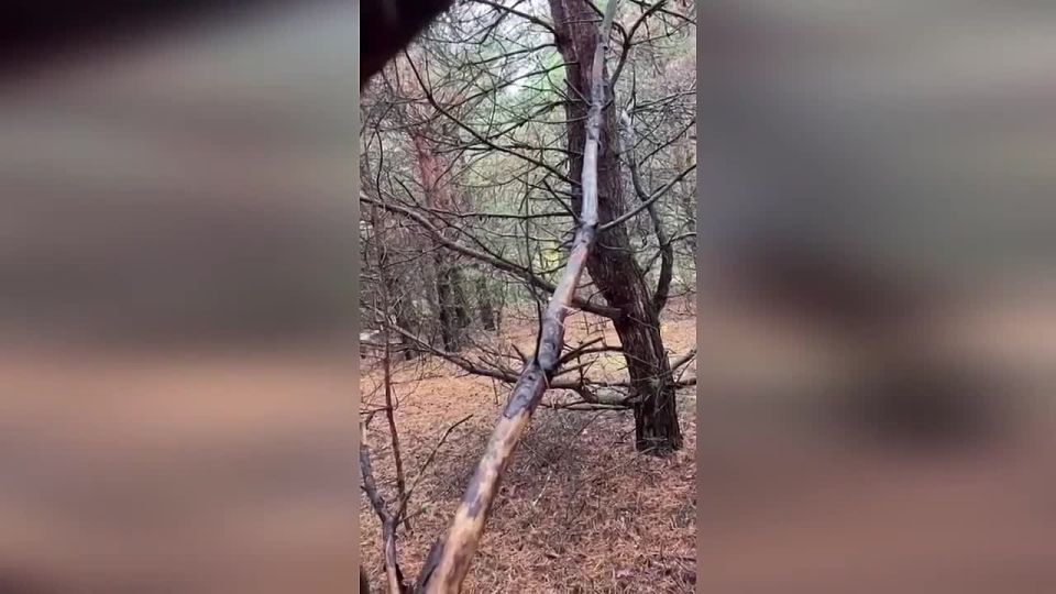 В Житомирской области поймали крепостных из Харьковской области, которые пытались  сбежать из Украины в Беларусь