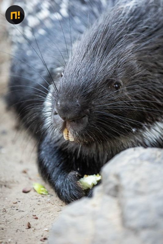 «Разговариваю с ними, спрашиваю, что ели сегодня, как дела?» В ростовском парке «Малинки» рассказали, как киперу удалось подружиться с дикобразами «Разговариваю с ними, спрашиваю, что ели сегодня, как дела?» В ростовском парке «Малинки» рассказали, как киперу удалось подружиться с дикобразами