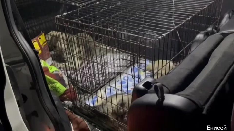 Андрей Медведев: Вот яркое объяснение того, что за явление мы именуем словом "зоошиза"