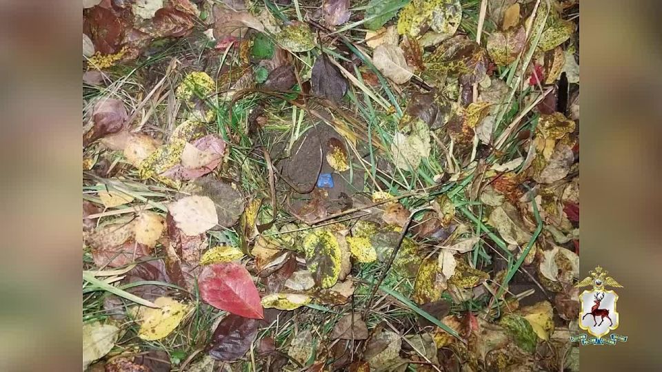 За попытку сбыта более 300 свёртков с амфетамином в Нижнем Новгороде под стражу заключён закладчик