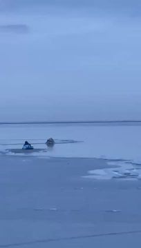 На Таганрогском заливе в Ростовской области пеликан вмёрз в лёд