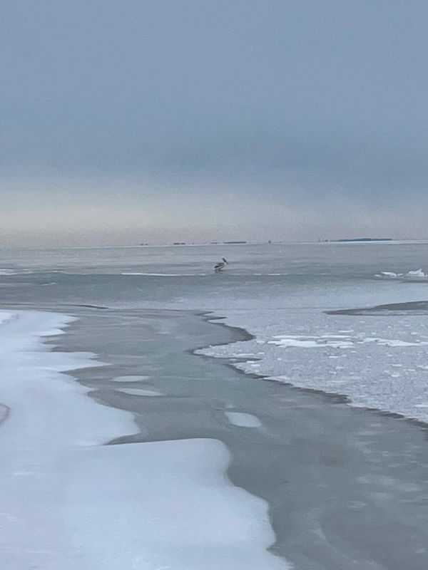 На Таганрогском заливе в Ростовской области пеликан вмёрз в лёд На Таганрогском заливе в Ростовской области пеликан вмёрз в лёд
