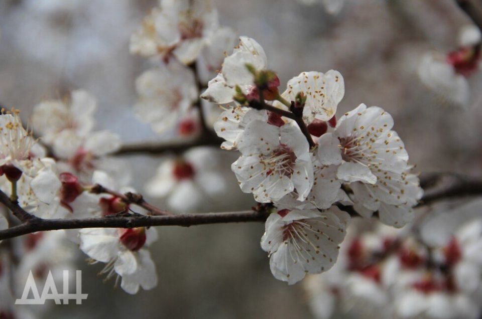 Частный сектор освобожденных земель ДНР засадят вишней, абрикосом и малиной