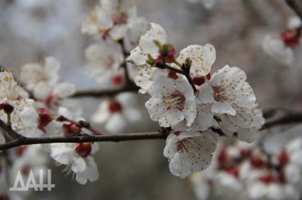 ������� ������ ������������� ������ ��� ������� ������, ��������� � �������