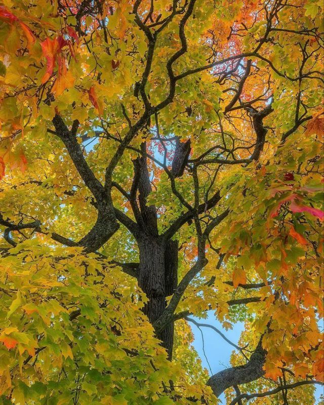 Осеннее морозное утро в Гатчине особенно живописно и напоминает картины великих художников Осеннее морозное утро в Гатчине особенно живописно и напоминает картины великих художников
