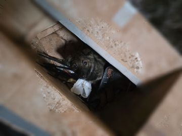 Третьего дня был хозяйственный день