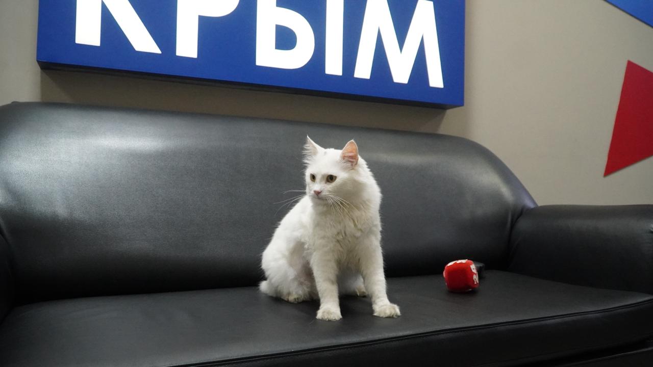 Мяу-новости: истории телевизионных котов Крыма Мяу-новости: истории телевизионных котов Крыма