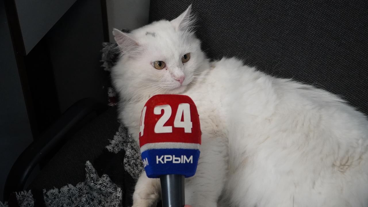 Мяу-новости: истории телевизионных котов Крыма