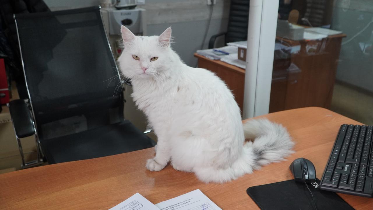 Мяу-новости: истории телевизионных котов Крыма Мяу-новости: истории телевизионных котов Крыма