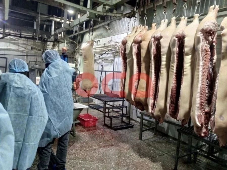 В Красноярском крае школьникам провели экскурсию по цеху со свиными тушами на крюках В Красноярском крае школьникам провели экскурсию по цеху со свиными тушами на крюках