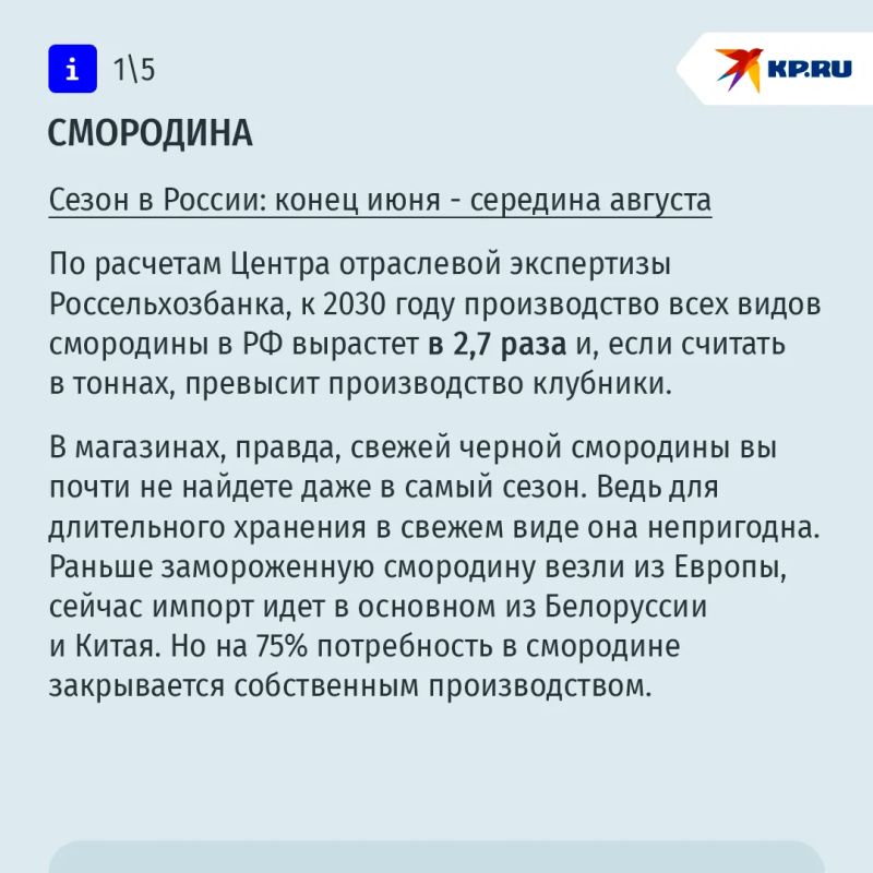 Измена смородине: что происходит в России с собственным производством ягод Измена смородине: что происходит в России с собственным производством ягод