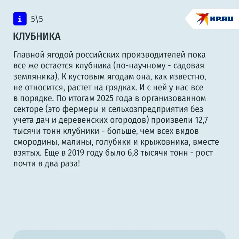 Измена смородине: что происходит в России с собственным производством ягод Измена смородине: что происходит в России с собственным производством ягод
