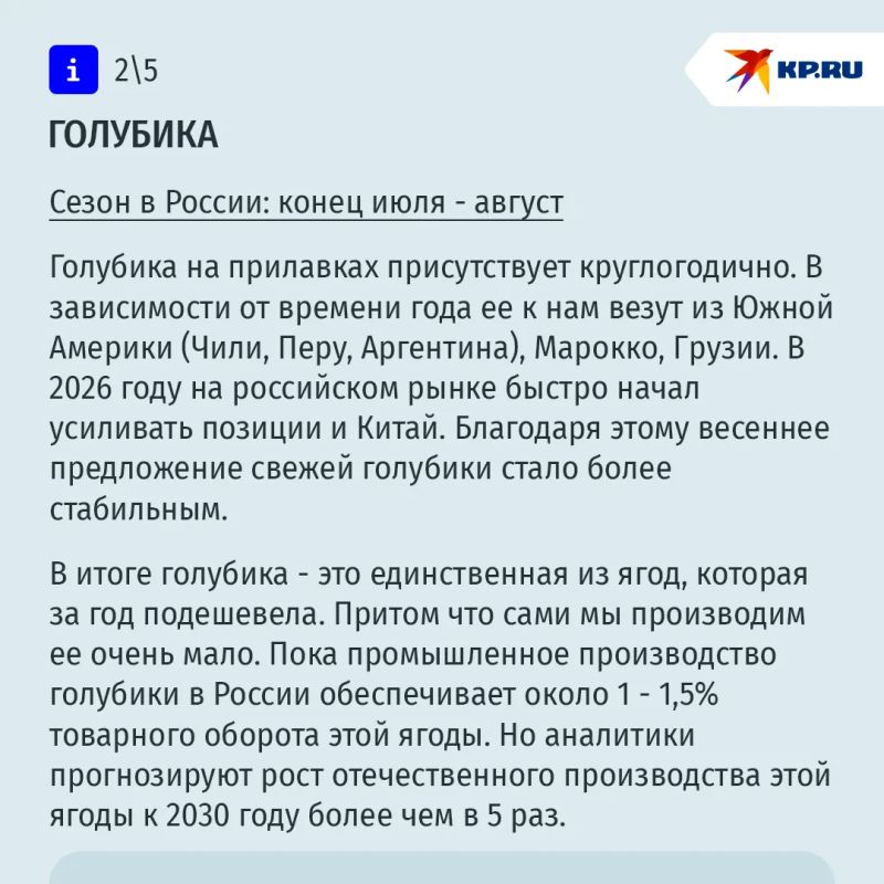 Измена смородине: что происходит в России с собственным производством ягод Измена смородине: что происходит в России с собственным производством ягод