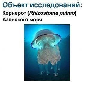 Знакомые продукты открываются заново — российские учёные превращают водоросли, мидии и медуз в источник здоровья Знакомые продукты открываются заново — российские учёные превращают водоросли, мидии и медуз в источник здоровья