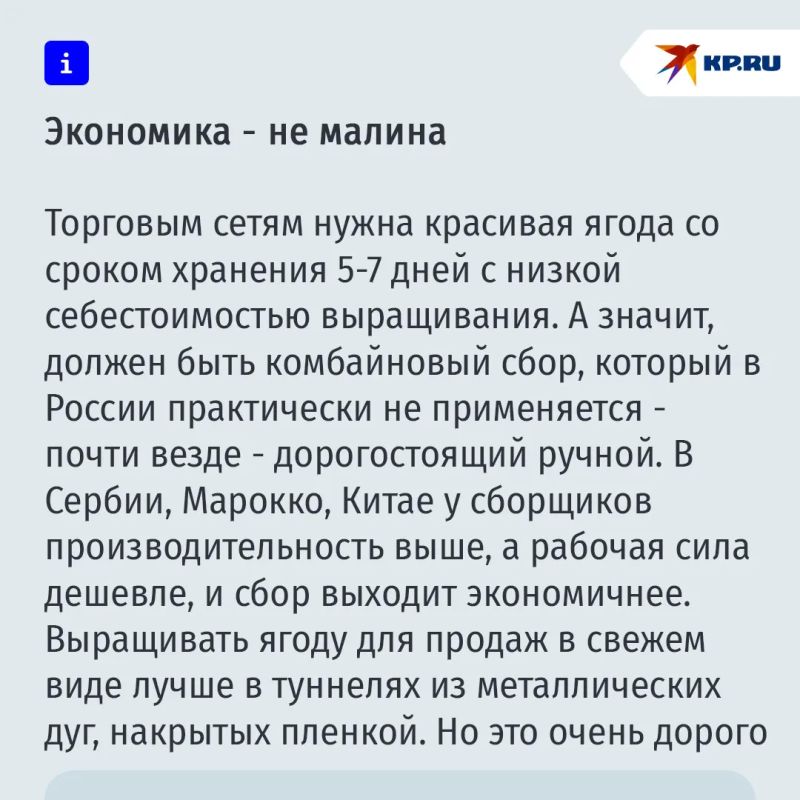 Почему в России своей малины мало и даже летом она стоит дорого Почему в России своей малины мало и даже летом она стоит дорого