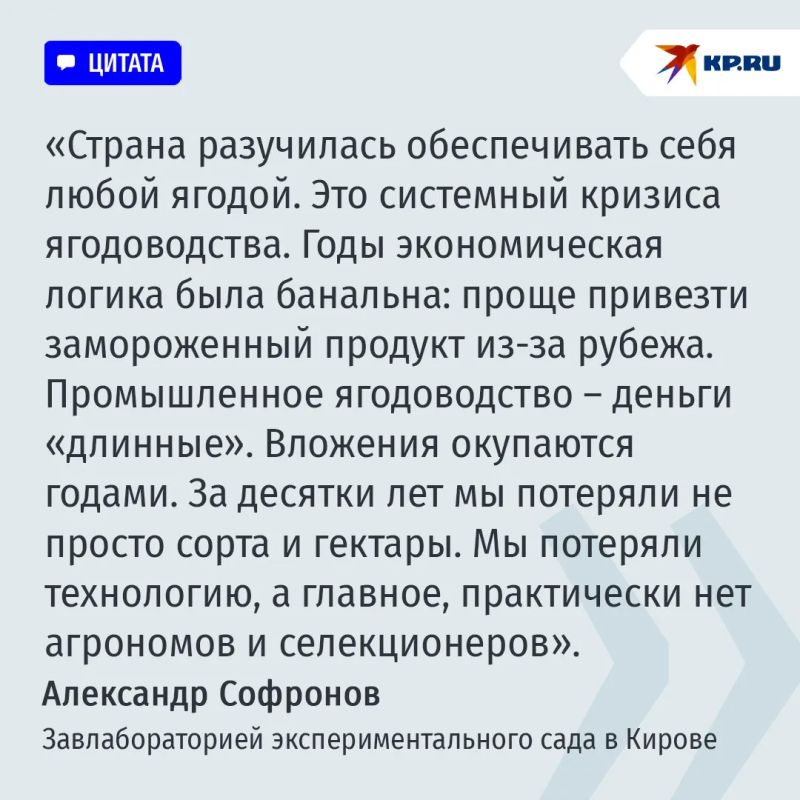 Почему в России своей малины мало и даже летом она стоит дорого Почему в России своей малины мало и даже летом она стоит дорого