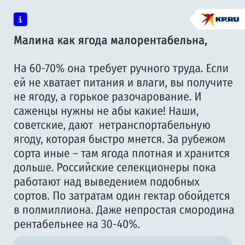 Почему в России своей малины мало и даже летом она стоит дорого Почему в России своей малины мало и даже летом она стоит дорого