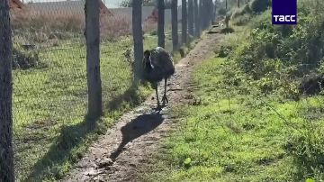 ����� ���� ���� "�������" � ���������� ������� � ������ ������� ��������