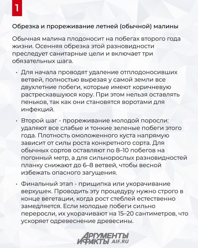 Как легко подготовить кусты малины к зиме Как легко подготовить кусты малины к зиме