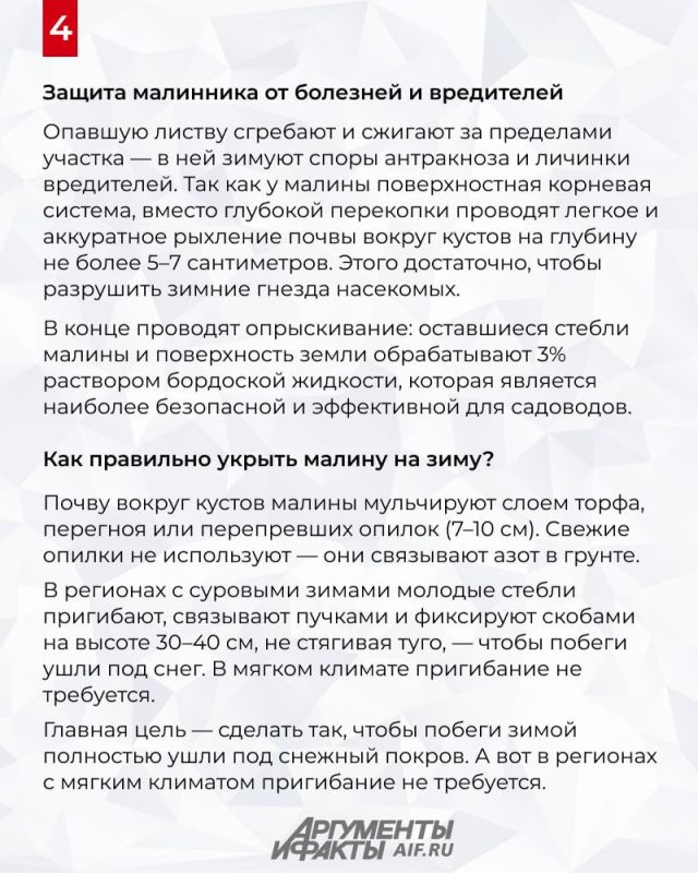 Как легко подготовить кусты малины к зиме Как легко подготовить кусты малины к зиме