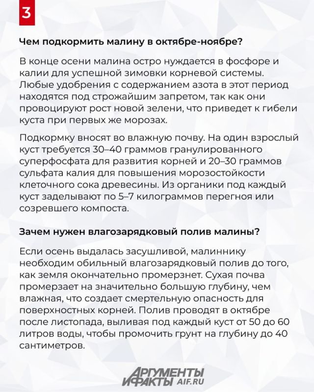 Как легко подготовить кусты малины к зиме Как легко подготовить кусты малины к зиме