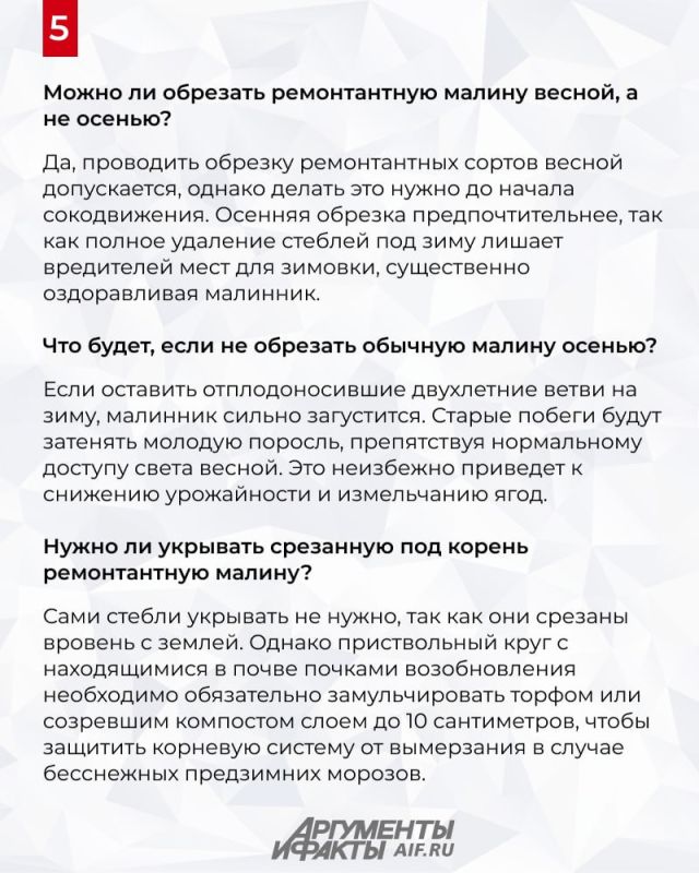 Как легко подготовить кусты малины к зиме Как легко подготовить кусты малины к зиме