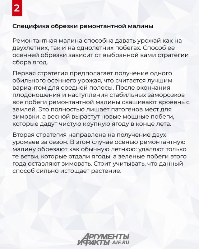 Как легко подготовить кусты малины к зиме Как легко подготовить кусты малины к зиме